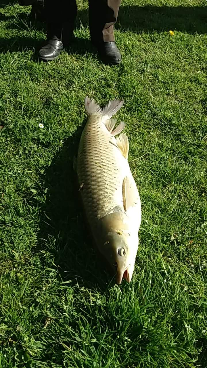 Pêche Rémymontaise : 3ème lâcher de truites 