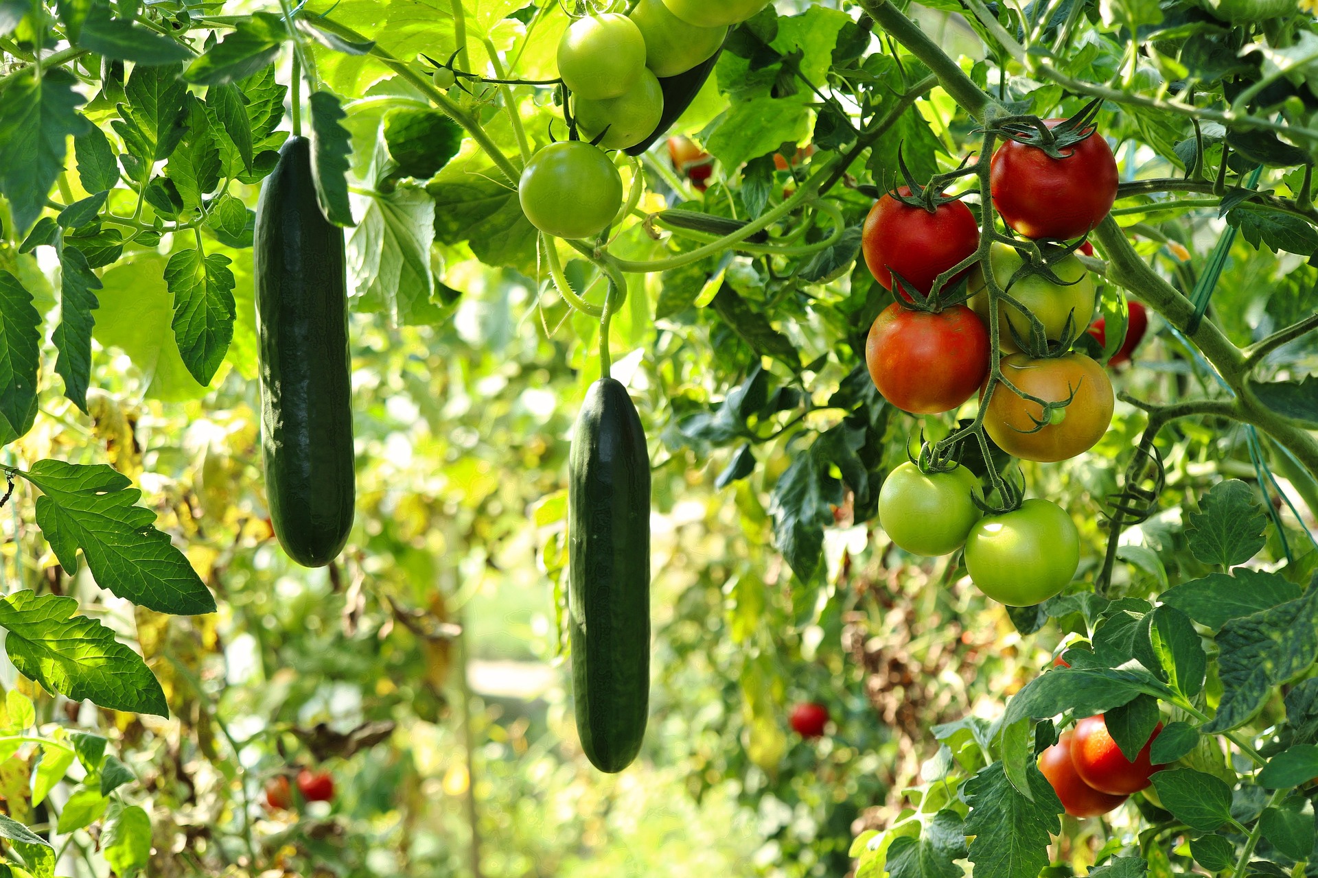 Vous possédez un potager ou un arbre fruitier ?