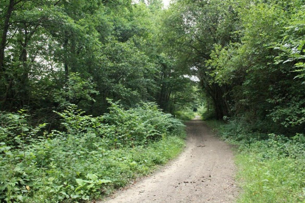 Chemins de randonnées à Saint Rémy et alentours