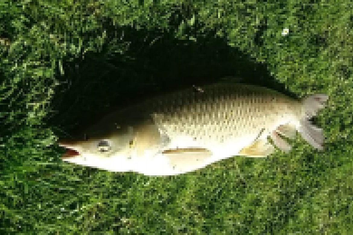 La Pêche Saint-Rémy Montaise