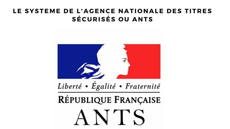 ants
