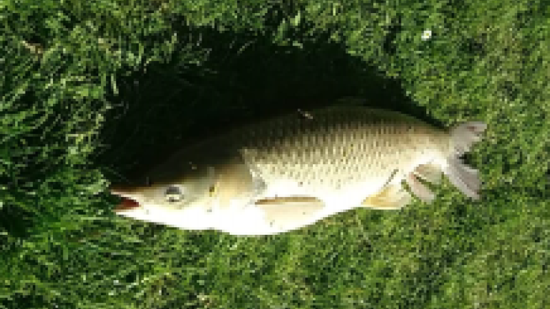 poisson