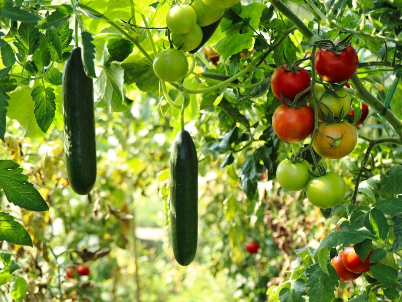 potager